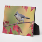 Plaque Photo Tite touffu (Côté)