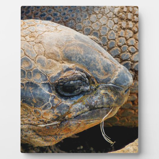 PLAQUE PHOTO TORTOISE GÉANT (Devant)