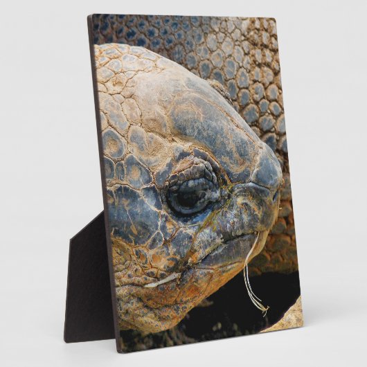 PLAQUE PHOTO TORTOISE GÉANT (Côté)