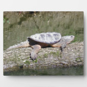 Plaque Photo Tortue (Devant)