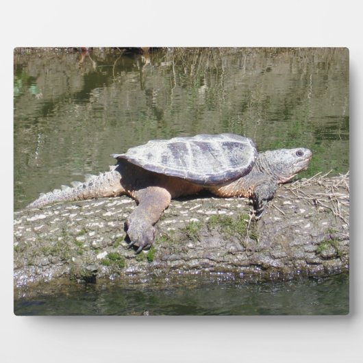 Plaque Photo Tortue (Devant)