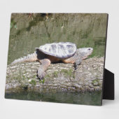 Plaque Photo Tortue (Côté)