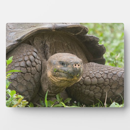 Plaque Photo Tortue géante (Devant)