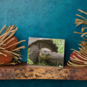 Plaque Photo Tortue géante (Côté)