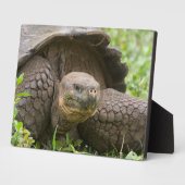 Plaque Photo Tortue géante (Côté)