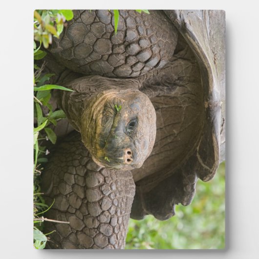 Plaque Photo Tortue géante (Devant)