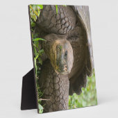Plaque Photo Tortue géante (Côté)