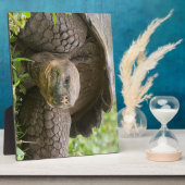 Plaque Photo Tortue géante (Côté)