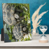 Plaque Photo Tortues mignonnes (Côté)