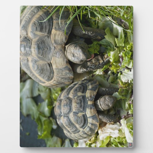 Plaque Photo Tortues mignons (Devant)