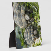 Plaque Photo Tortues mignons (Côté)
