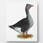 Plaque Photo Toulouse Goose Tufted (Devant)