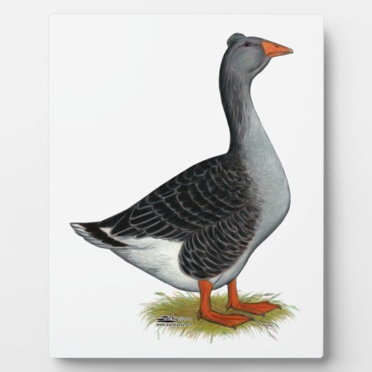 Plaque Photo Toulouse Goose Tufted (Devant)