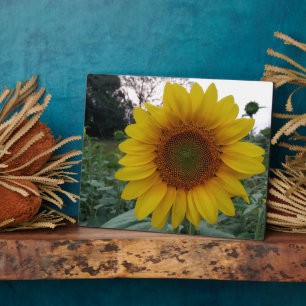 Plaque Photo Tournesol 8x10 avec Support pour Affi