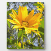 Plaque Photo Tournesol doré (Devant)