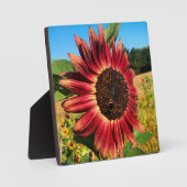 Plaque Photo Tournesol rouge (Recto)