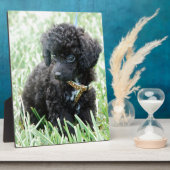 Plaque Photo Toy Poodle Puppy (Côté)