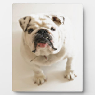 Plaque Photo Très mignon Bulldog