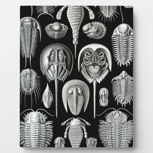 Plaque Photo Trilobites et fossiles en noir et blanc (Devant)