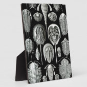 Plaque Photo Trilobites et fossiles en noir et blanc (Côté)