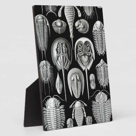 Plaque Photo Trilobites et fossiles en noir et blanc (Côté)
