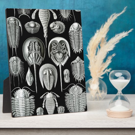 Plaque Photo Trilobites et fossiles en noir et blanc (Côté)