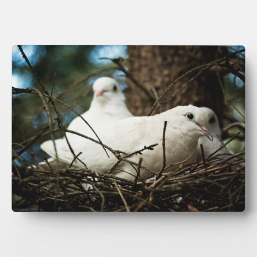 Plaque Photo Trois dans un arbre (Devant)