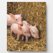 Plaque Photo Trois petits cochons (Devant)