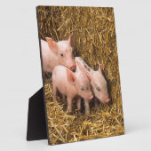Plaque Photo Trois petits cochons (Côté)