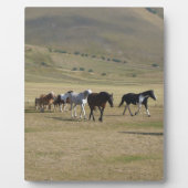 Plaque Photo Troupeau de chevaux (Devant)