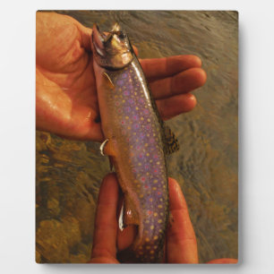 Plaque Photo Trout à Hands