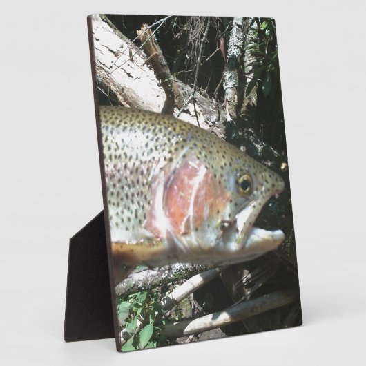 Plaque Photo Truite arc-en-ciel (Côté)