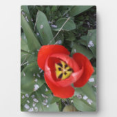 Plaque Photo Tuliforme rouge (Devant)