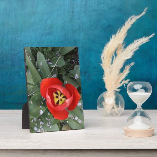 Plaque Photo Tuliforme rouge (Côté)