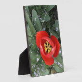 Plaque Photo Tuliforme rouge (Côté)