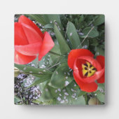 Plaque Photo Tuliforme rouge (Devant)
