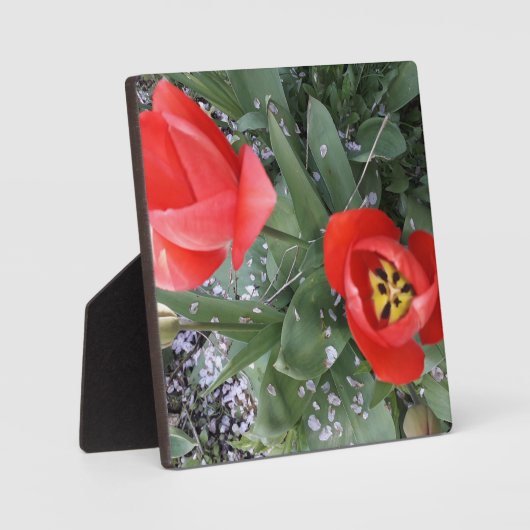 Plaque Photo Tuliforme rouge (Recto)