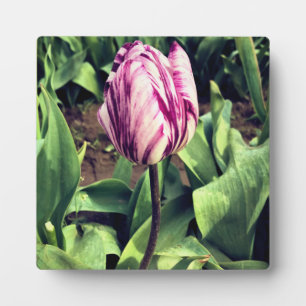 Plaque Photo Tulipe à rayures violettes et blanches unique