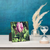 Plaque Photo Tulipe à rayures violettes et blanches unique (Insitu)