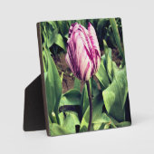 Plaque Photo Tulipe à rayures violettes et blanches unique (Recto)