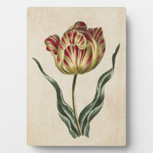 Plaque Photo Tulipe florale vintage