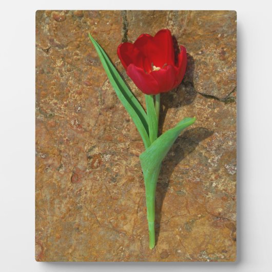 Plaque Photo Tulipe jaune et rouge (Devant)