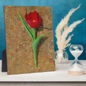 Plaque Photo Tulipe jaune et rouge (Côté)