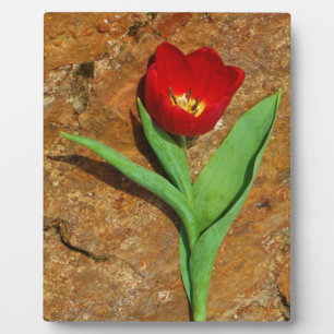 Plaque Photo Tulipe jaune et rouge