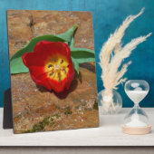 Plaque Photo Tulipe rouge du printemps (Côté)