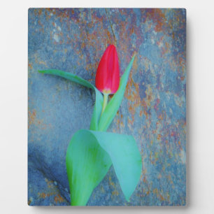 Plaque Photo Tulipe rouge sur ardoise gris bleu