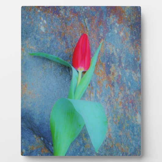 Plaque Photo Tulipe rouge sur ardoise gris bleu (Devant)