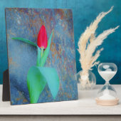 Plaque Photo Tulipe rouge sur ardoise gris bleu (Côté)
