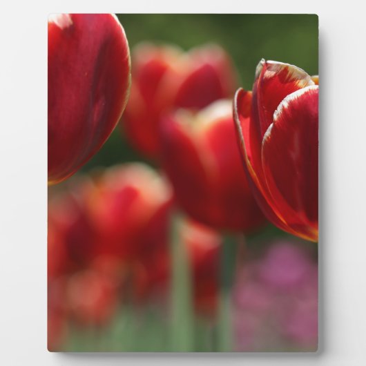 Plaque Photo Tulipes (Devant)