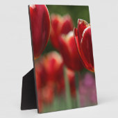 Plaque Photo Tulipes (Côté)